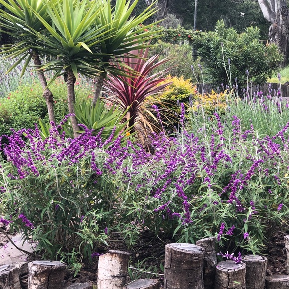 Meet your Posher, Christine and Bridgette🐾 - Picture 11 of 16